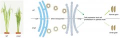 万建民院士团队揭示水稻籽粒大小调控新机制